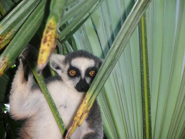 lemur in palm leaves