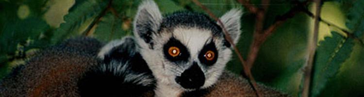 lemur with bright red eyes