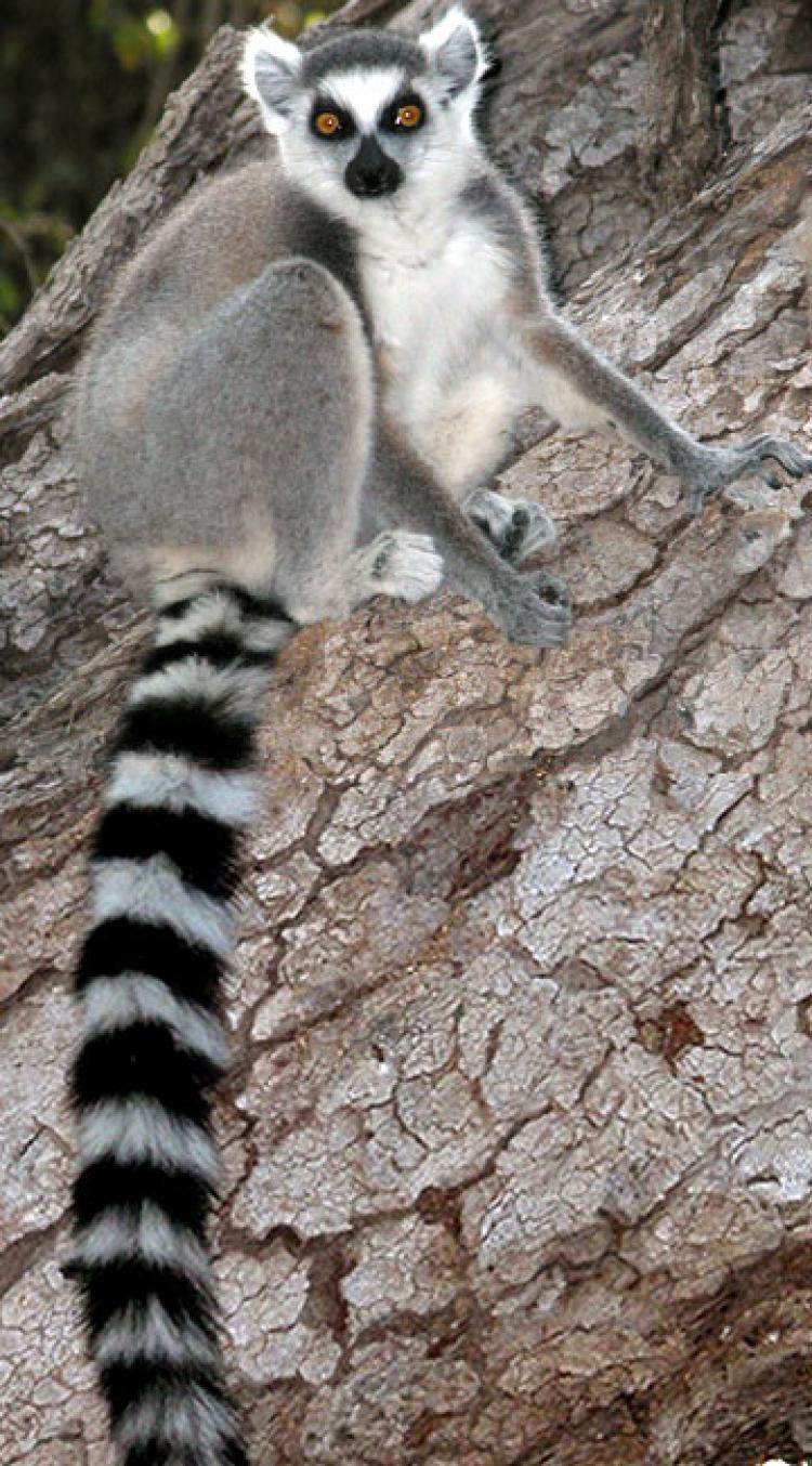 lemur with big tail