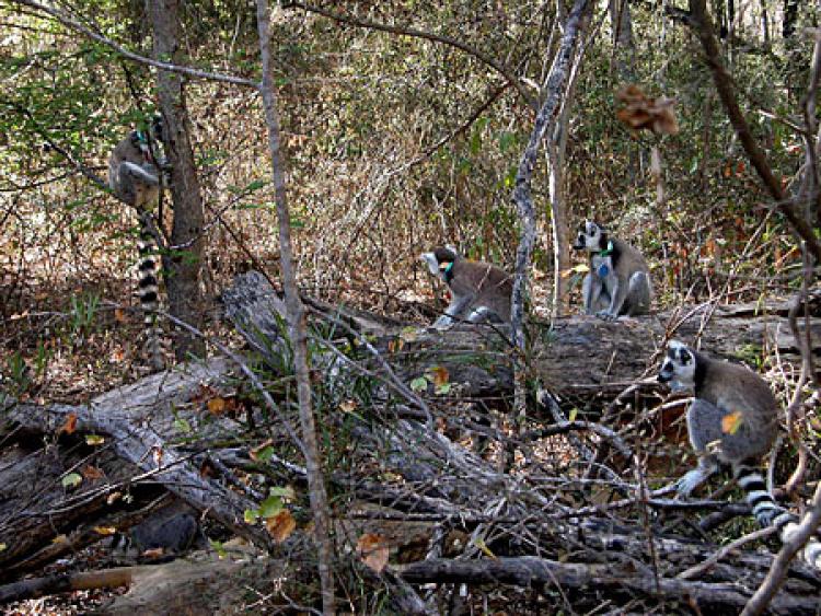 A group of lemurs in the reserve.