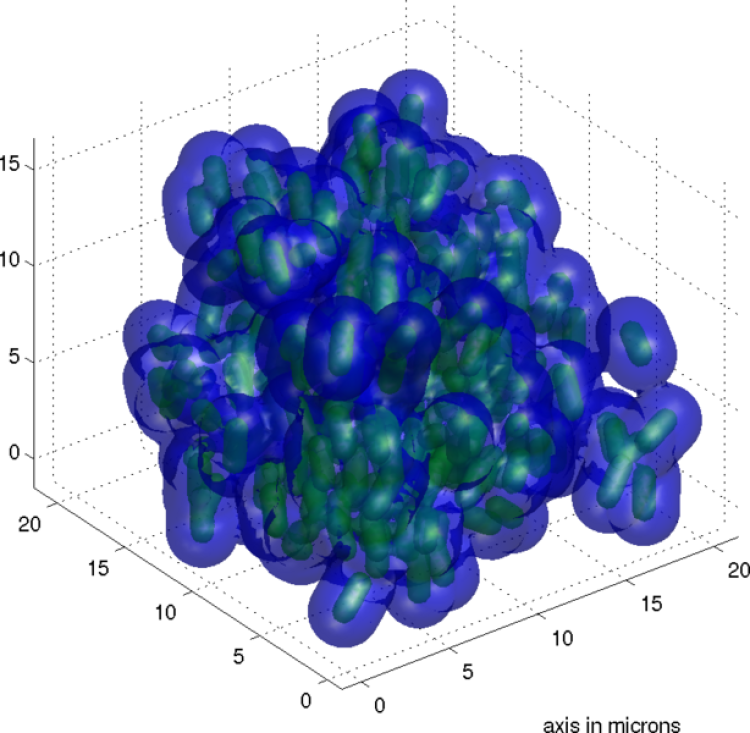 Flocculated aggregate of Klebsiella pneumoniae community, grown from an original sample isolated from bloodstream of an Emergency Room patient in 2005.