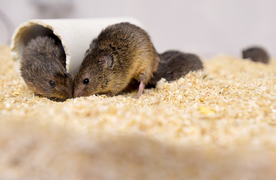 Vole forum