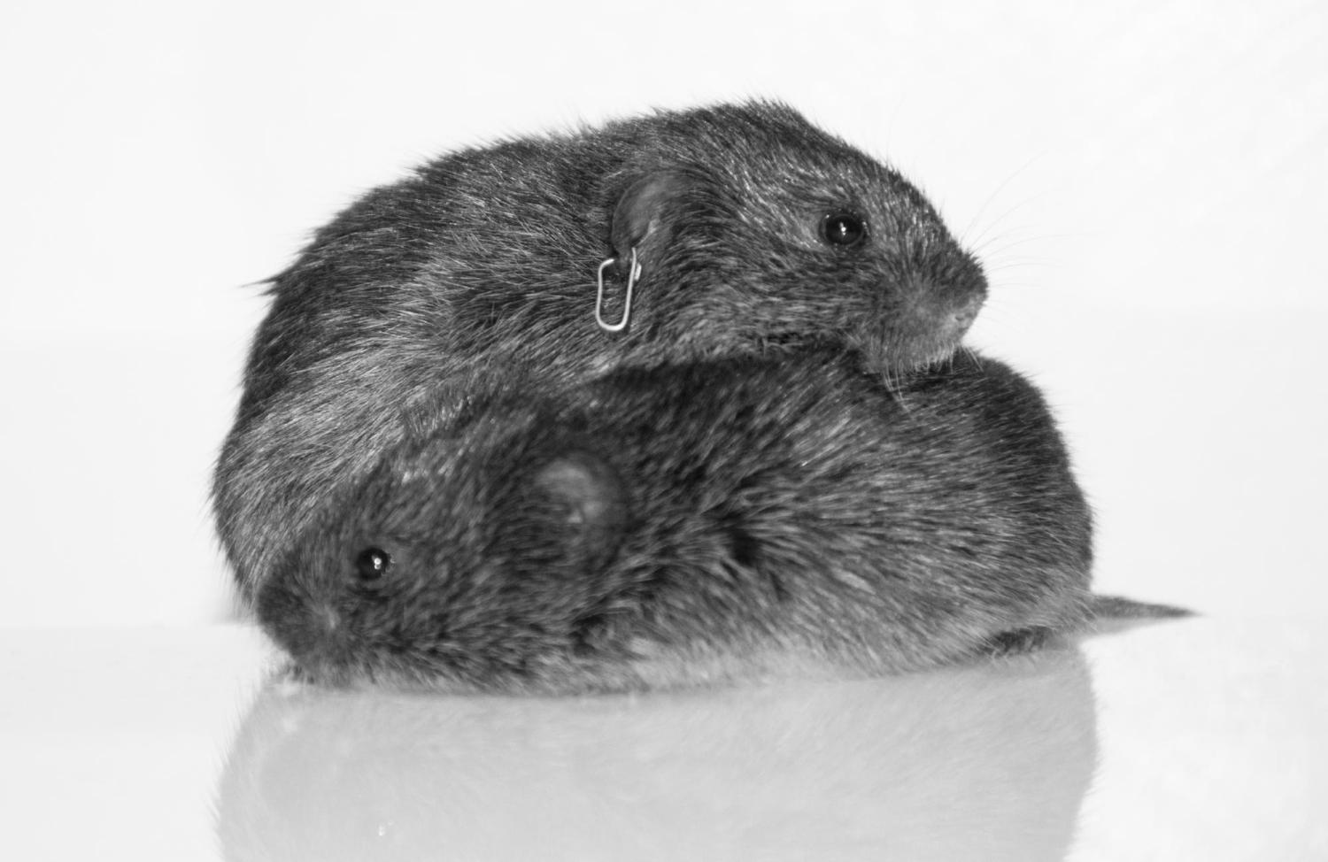 Voles with tracker for genetic research