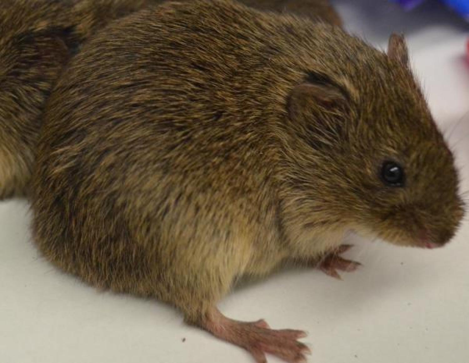 Vole Hanging out before Implants