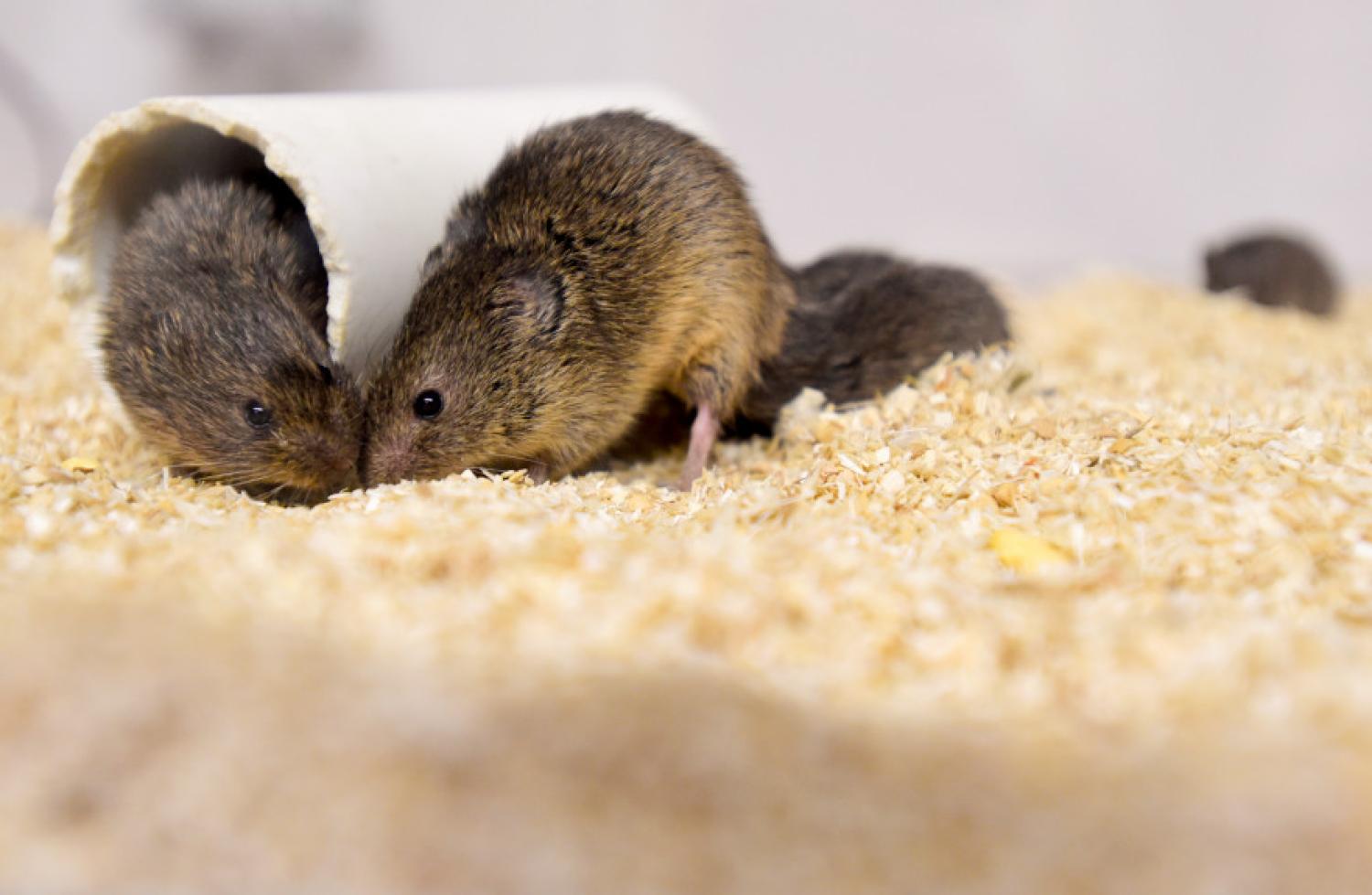 Vole forum
