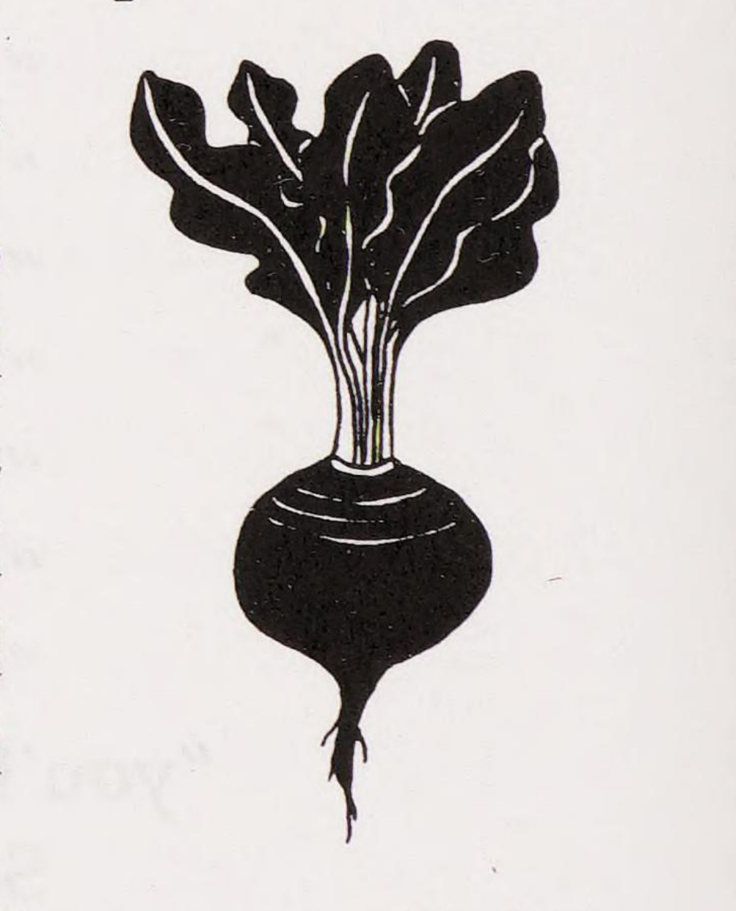 The Turnip