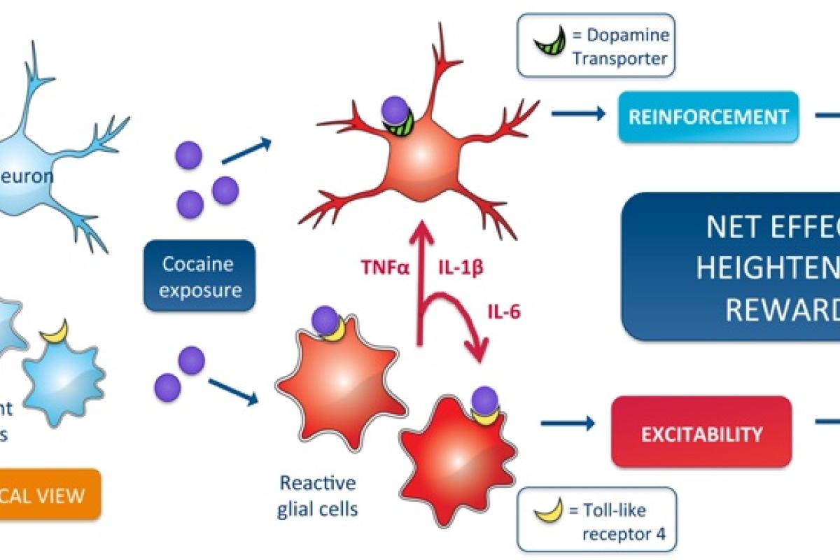 Cellular cocaine reward circuity