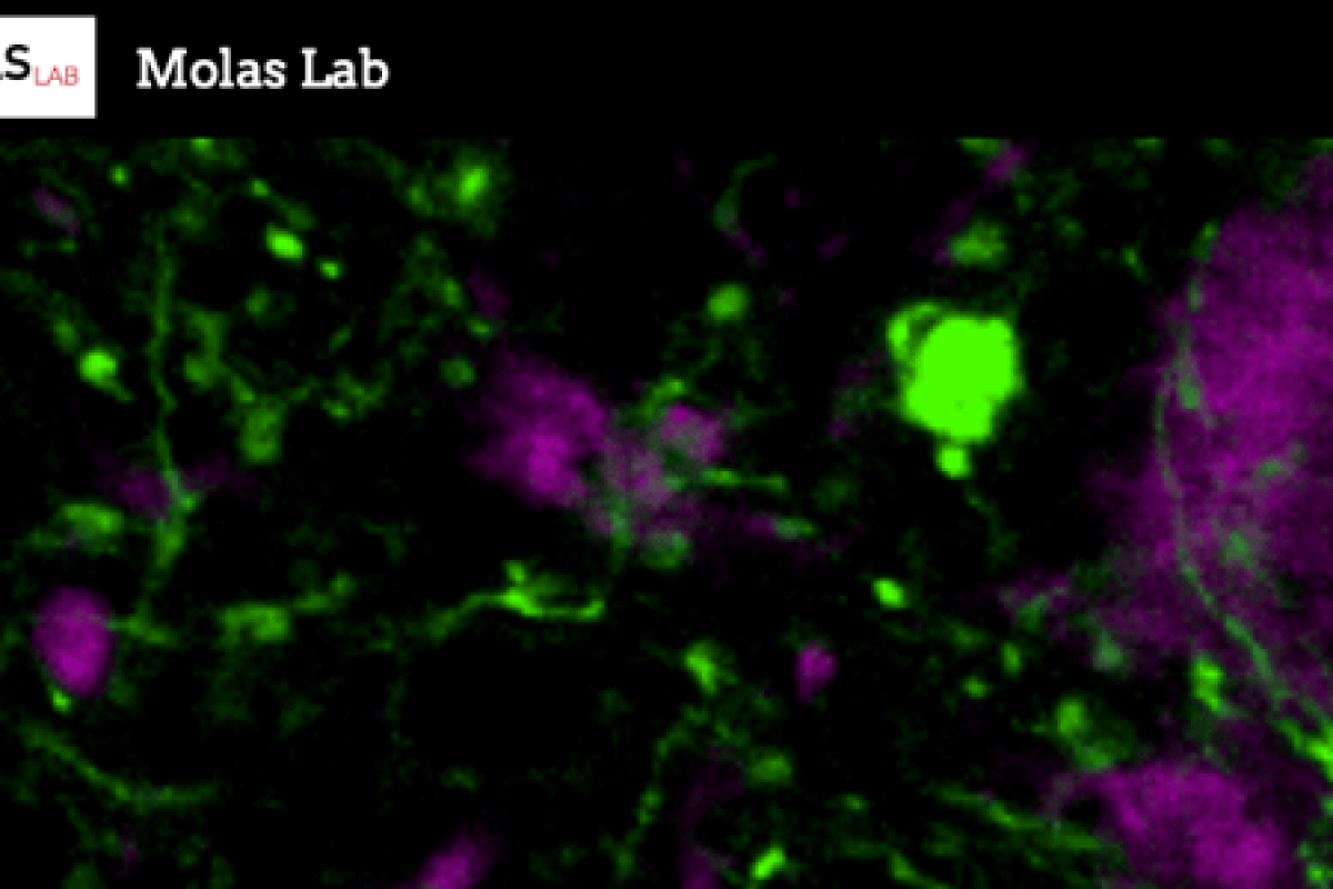 Stained cell image