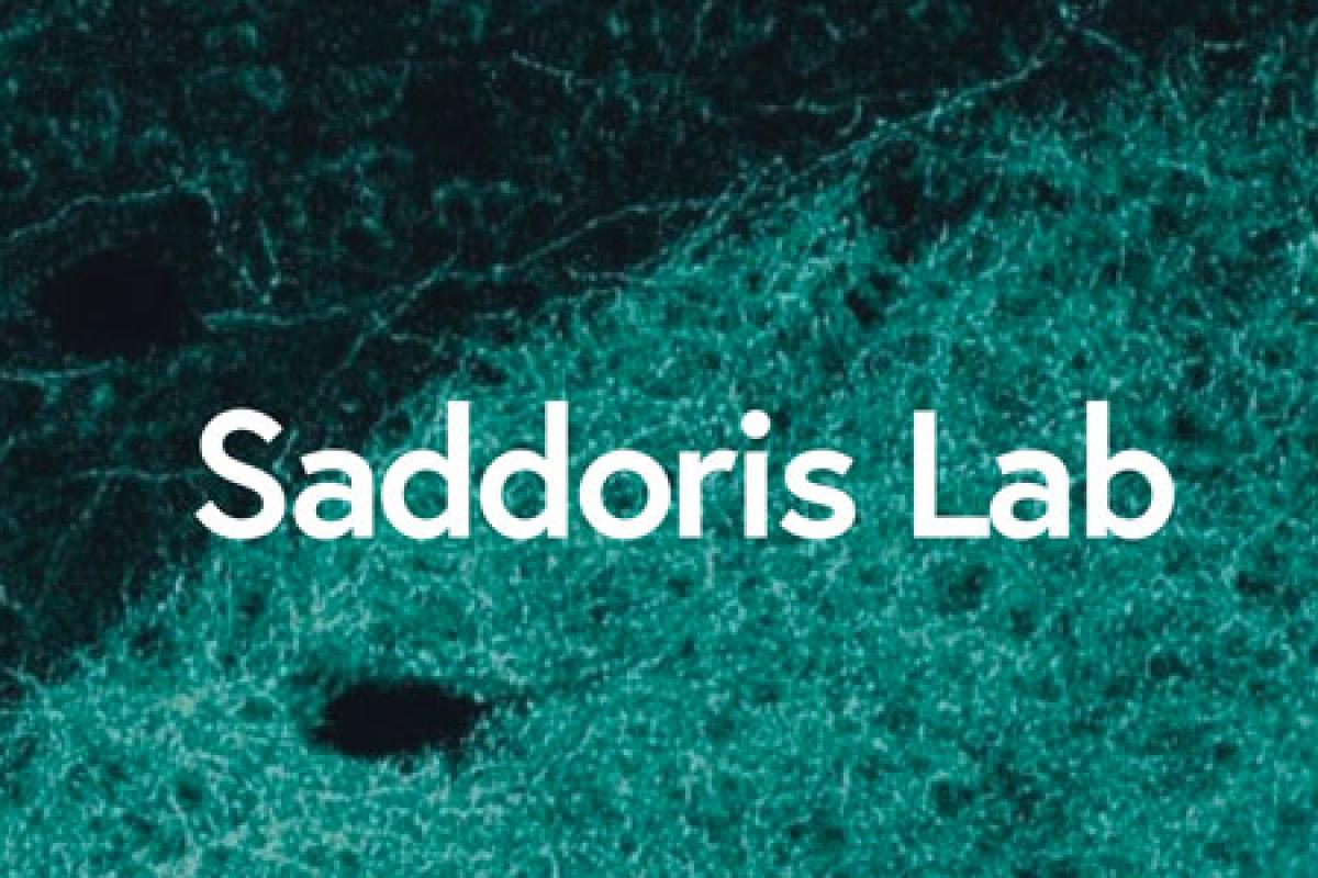 stained neurons