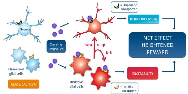 Cellular cocaine reward circuity