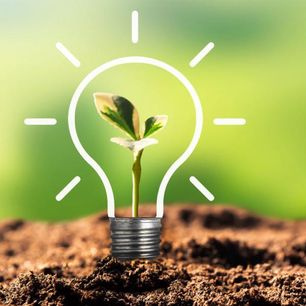 Growing plant inside a lightbulb.