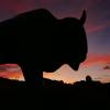 A purple sunset caused by a volcano in Russia provides a stunning background to one of the buffalo sculptures at the University of Colorado Boulder.
