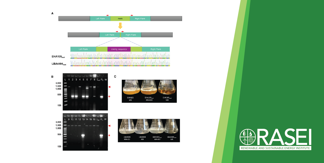 An Agrobacterium strain auxotrophic for methionine is useful for ...