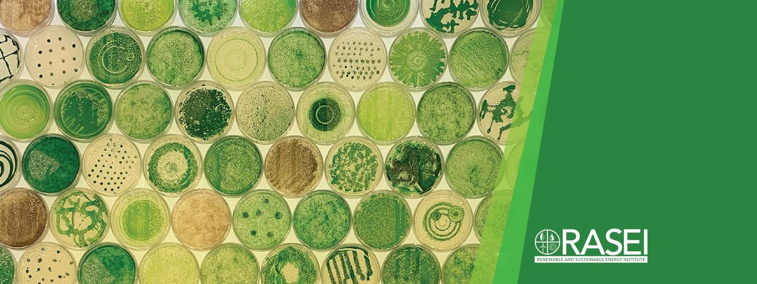 Petri dishes of cyanobacteria in a range of patterns