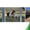 Goats eating under solar panels