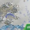 RNA and DNA illustration