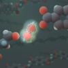 Illustration of superoxide breaking apart a polymer chain