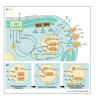 Publication TOC Graphic