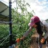 Working picking tomatoes from a field under solar panels