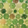 Petri dishes containing green cyanobacteria in a range of patterns