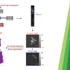 Publications TOC Image