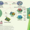 Publication TOC Graphic
