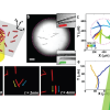 Publication TOC Graphic showing bacteria alignment