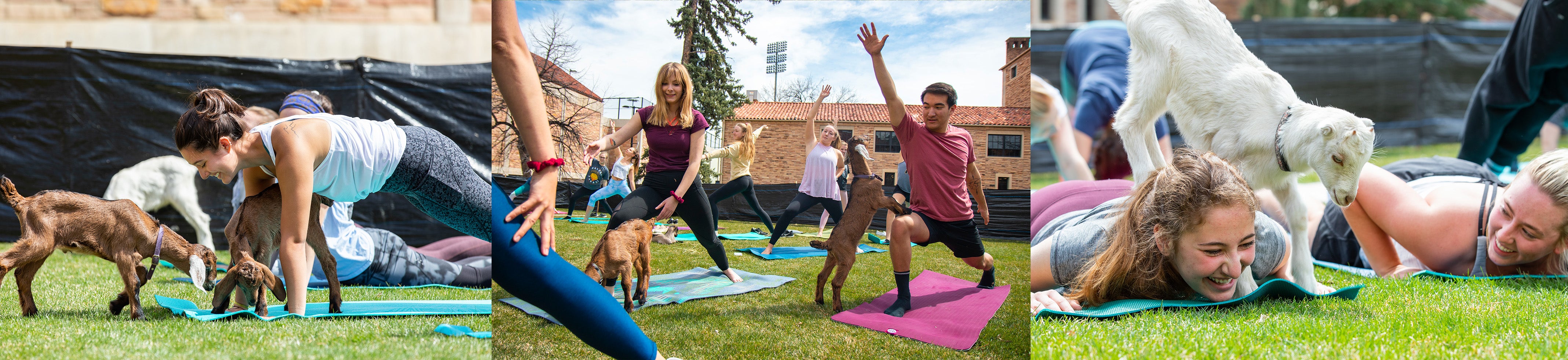 goat yoga