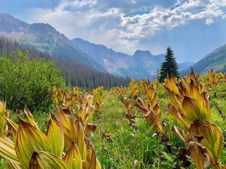 green and yellow fields in a mountain valley