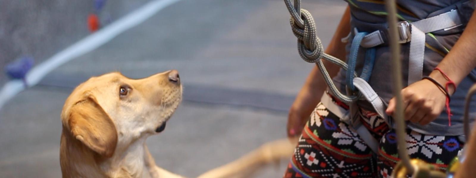 Climber with therapy dog