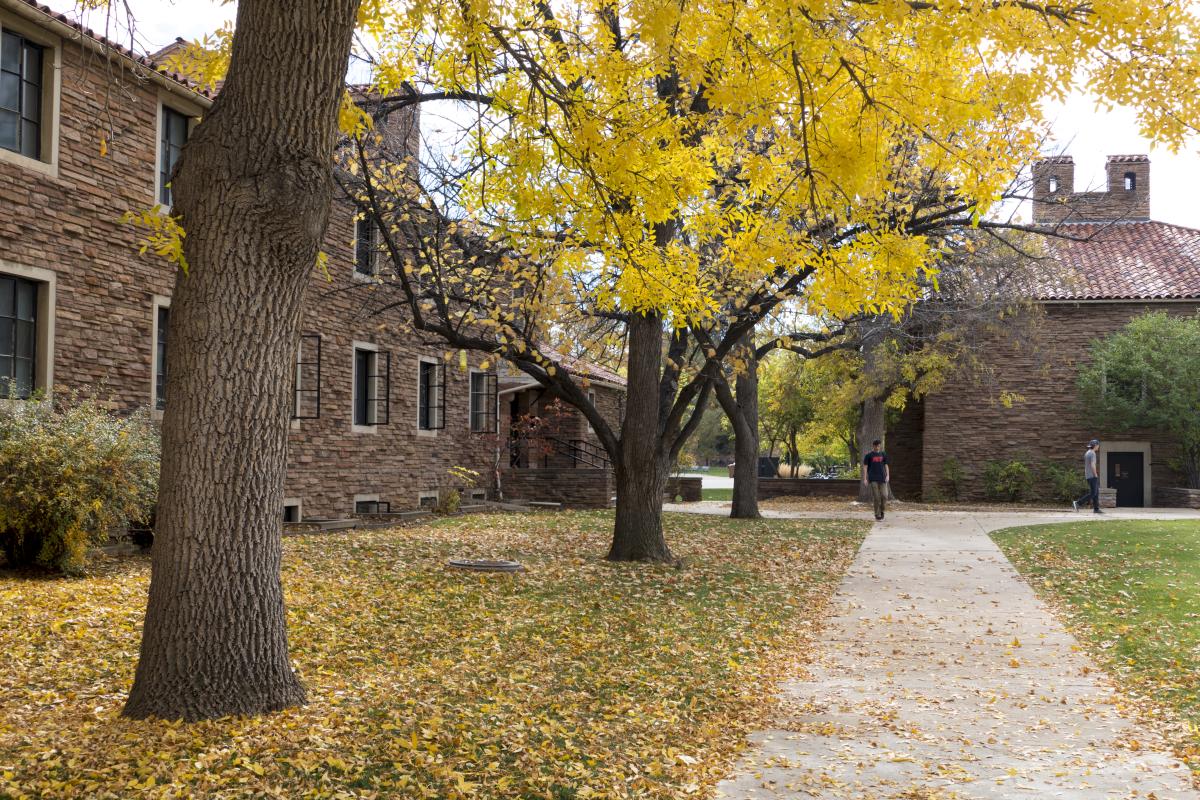 Between campus buildings, a sidewalk and lawn are carpeted with fallen yellow leaves.