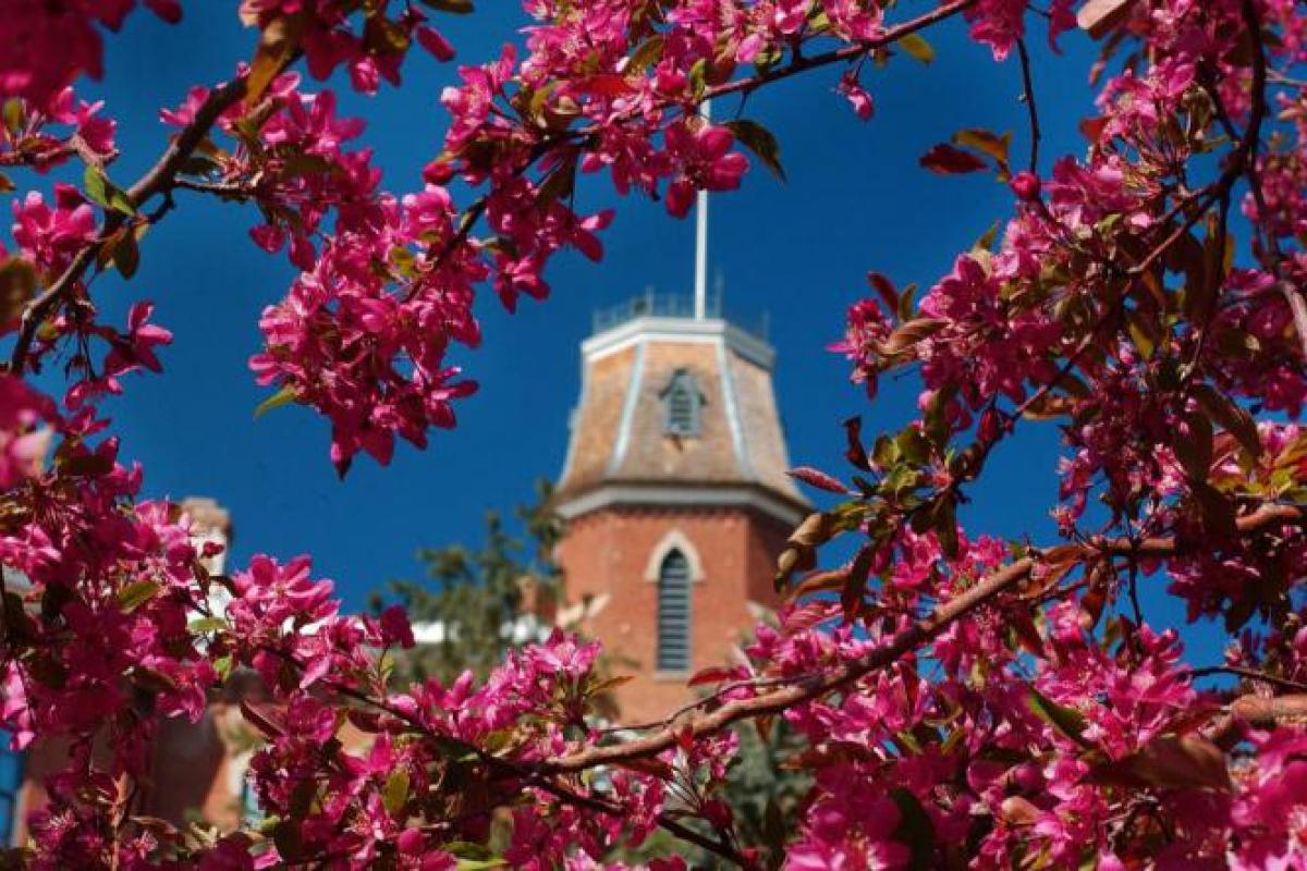 Old Main viewed through flowering branches
