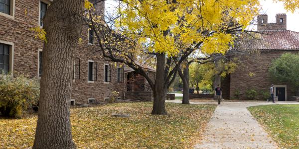 Between campus buildings, a sidewalk and lawn are carpeted with fallen yellow leaves.