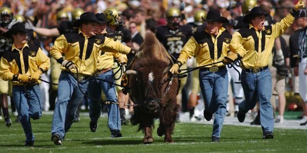 Ralphie and handlers running on the football field