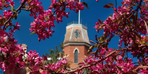 The branches of a flowering tree frame a view of Old Main, CU's first campus building.