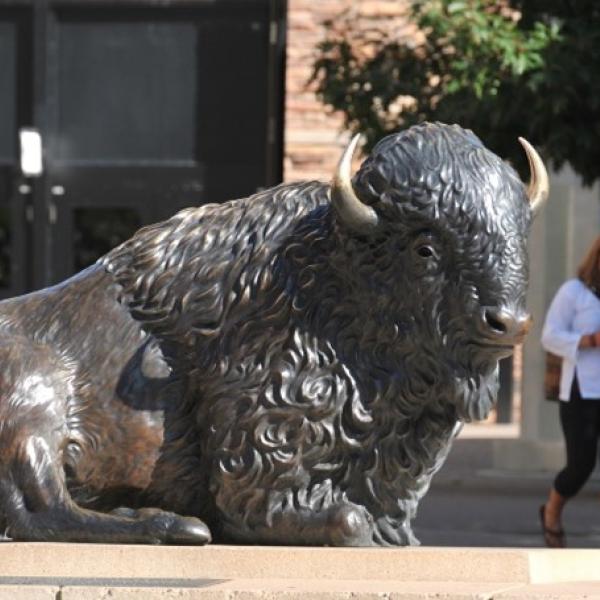 buffalo