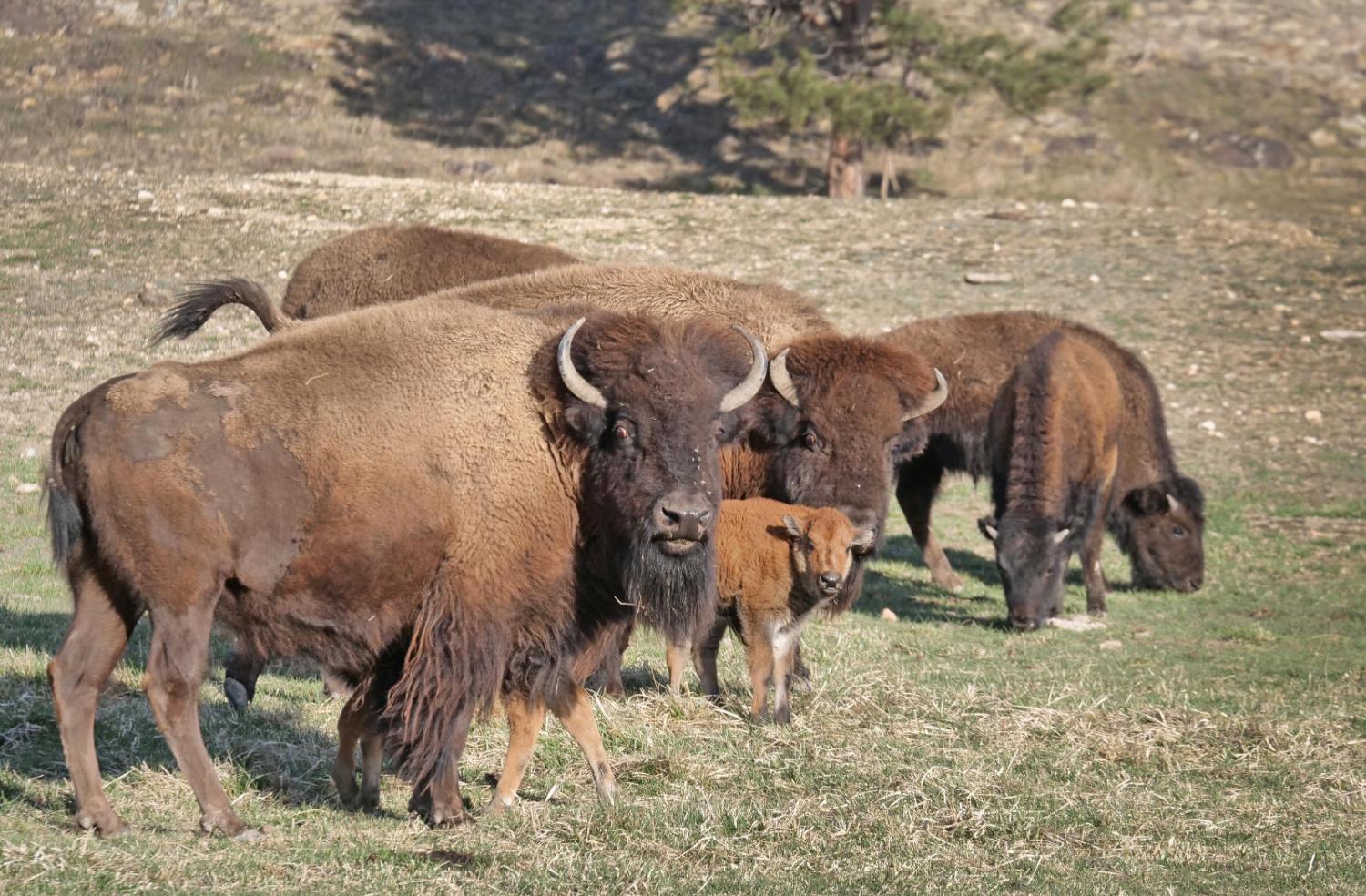 Buffalo herd image