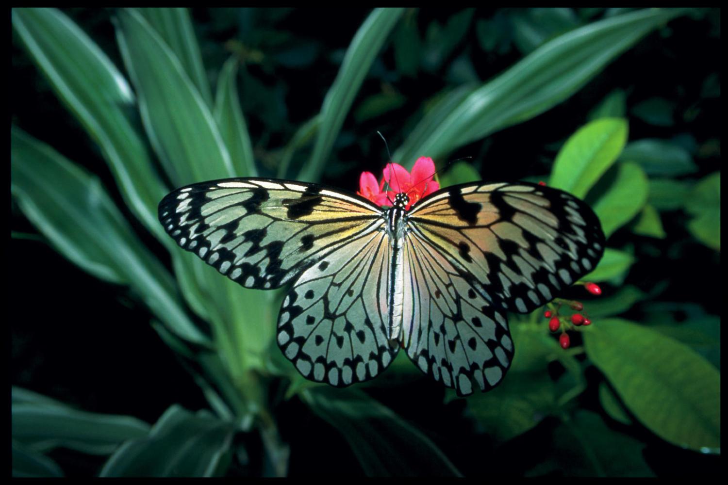 Picture of Butterfly