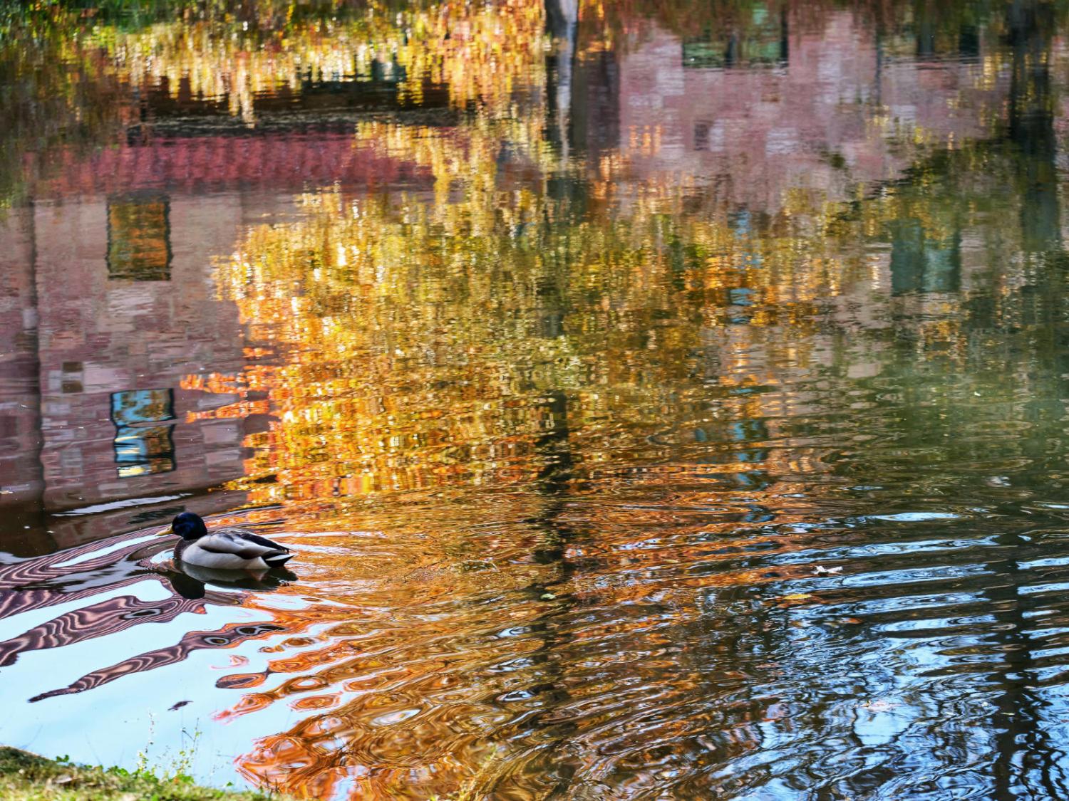 Picture Duck in pond