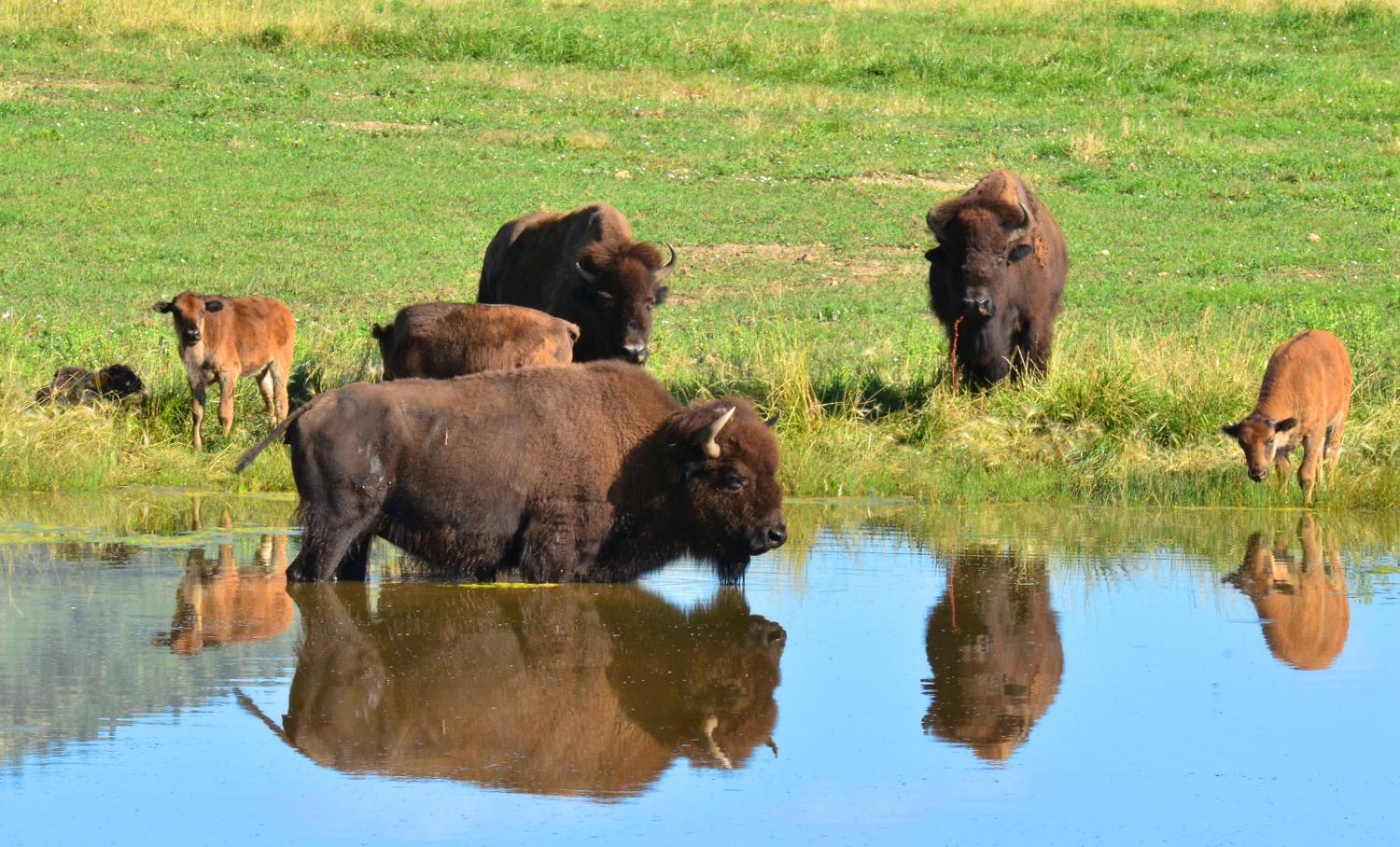 Picture of herd of Buffalo