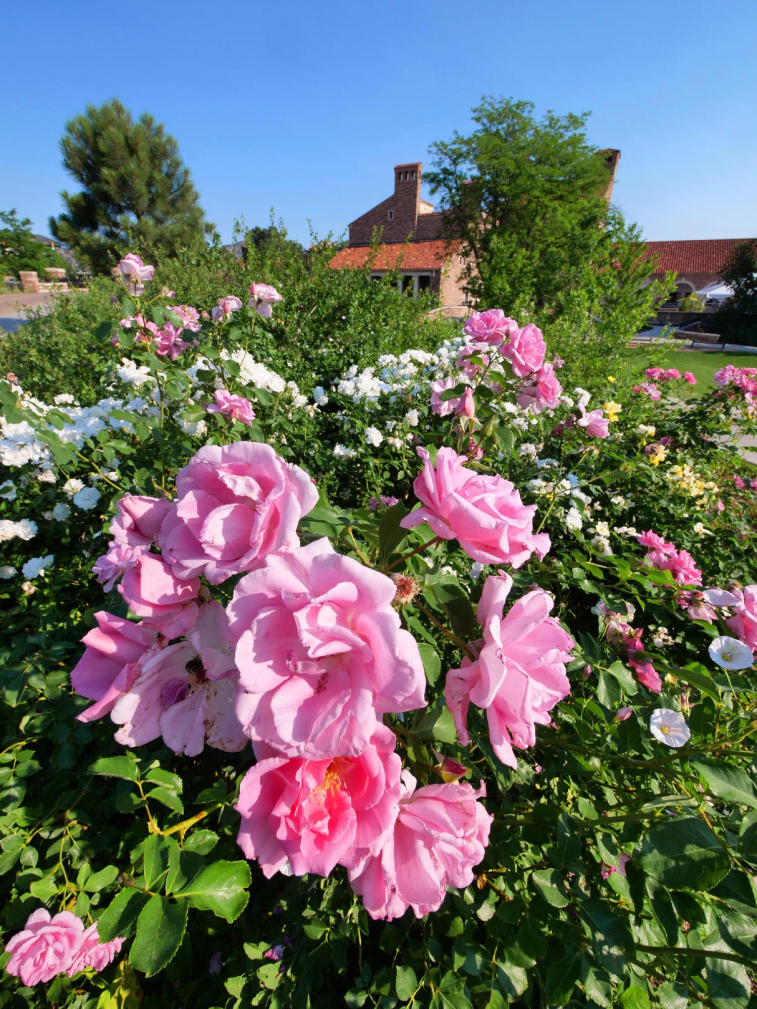 picture of flowers on cu campus