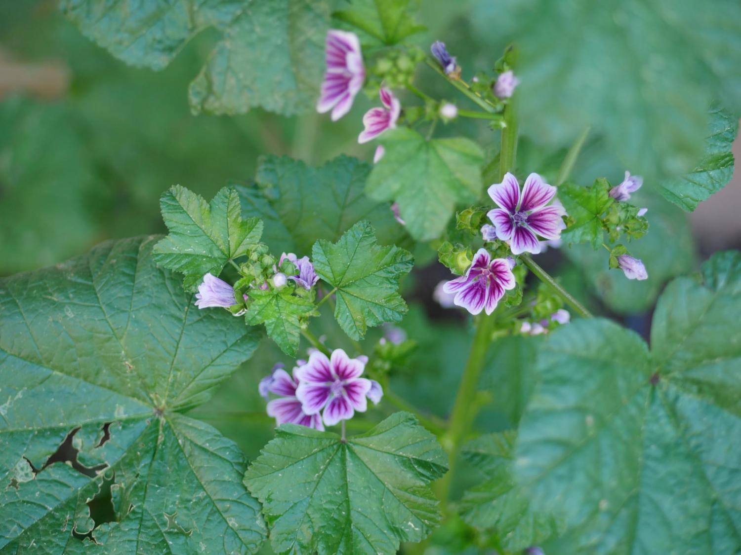 picture of shakespeare flowers