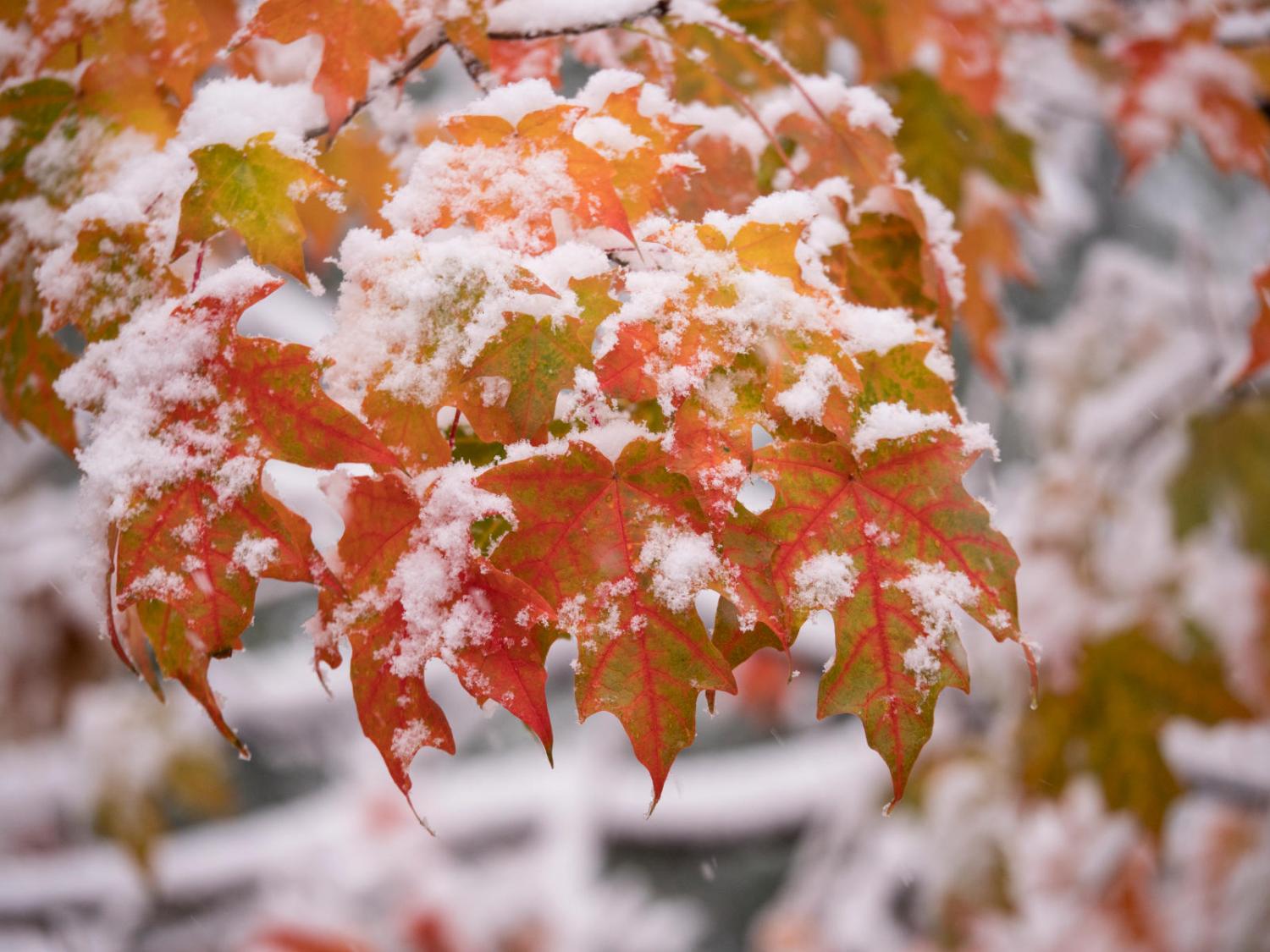 snow on maple leaves