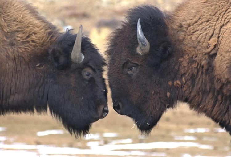 buffaloes looking at each other