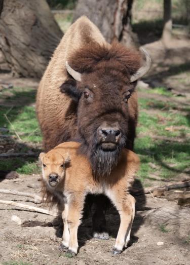 Picture of Mama and Baby Buffalo