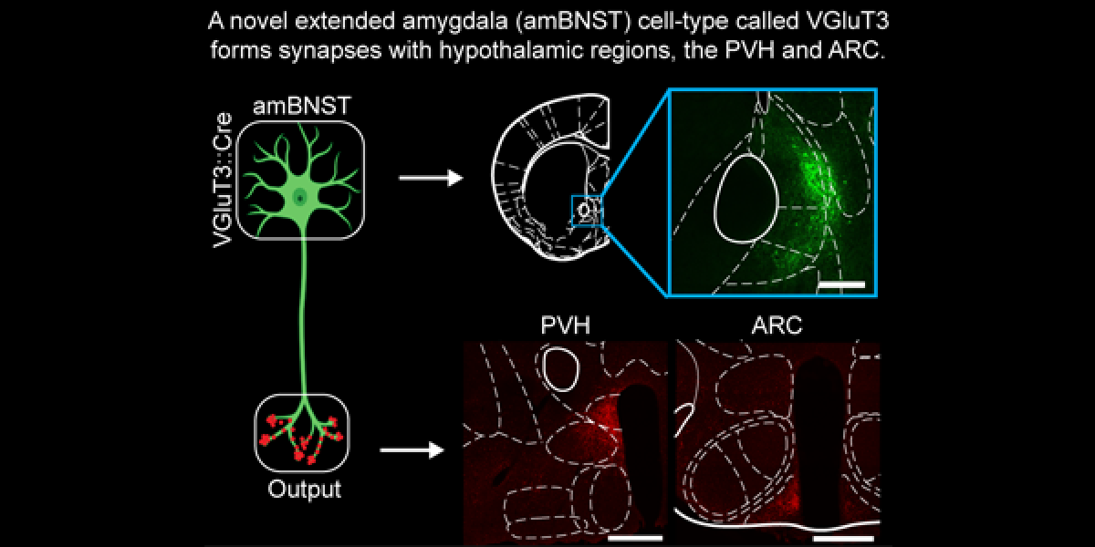 Cell-type, pathway and neurotransmitter-specific regulation of feeding circuitry