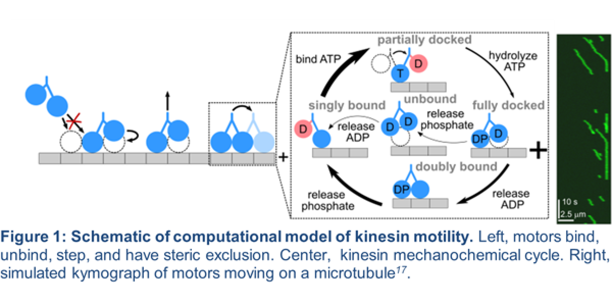 How tubulinopathies disrupt microtubules and how to fix them: an integration of genetics and computational modeling