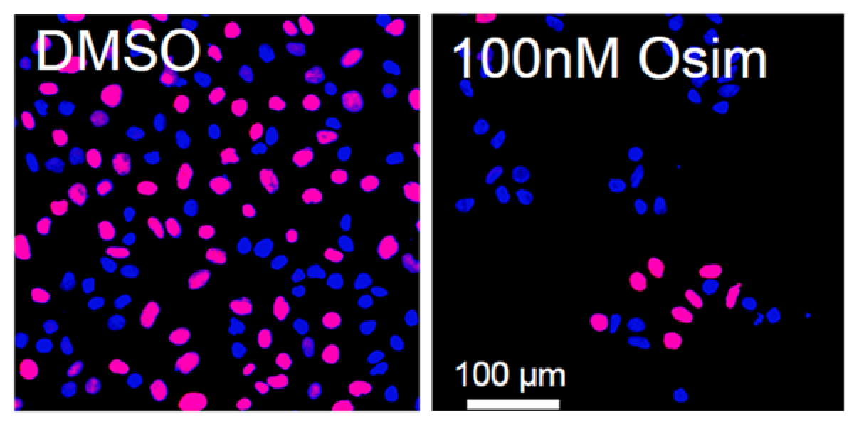 Cell cycling adaptations in drug-tolerant persister cells in non-small cell lung cancer treated with tyrosine kinase inhibitors