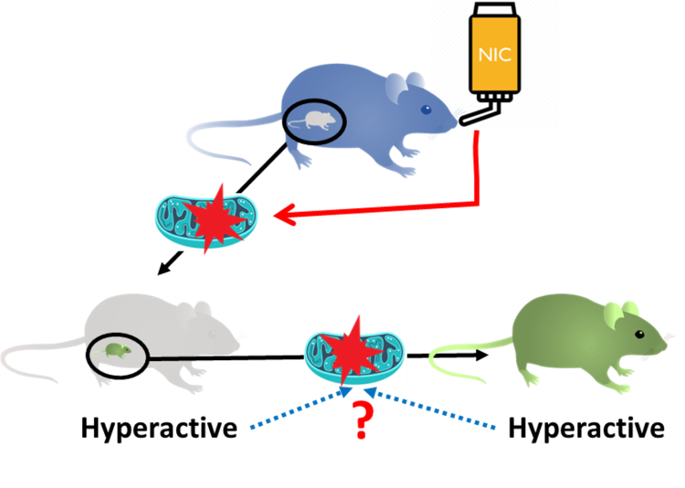 Multi-generation impact of developmental nicotine exposure on mitochondrial function