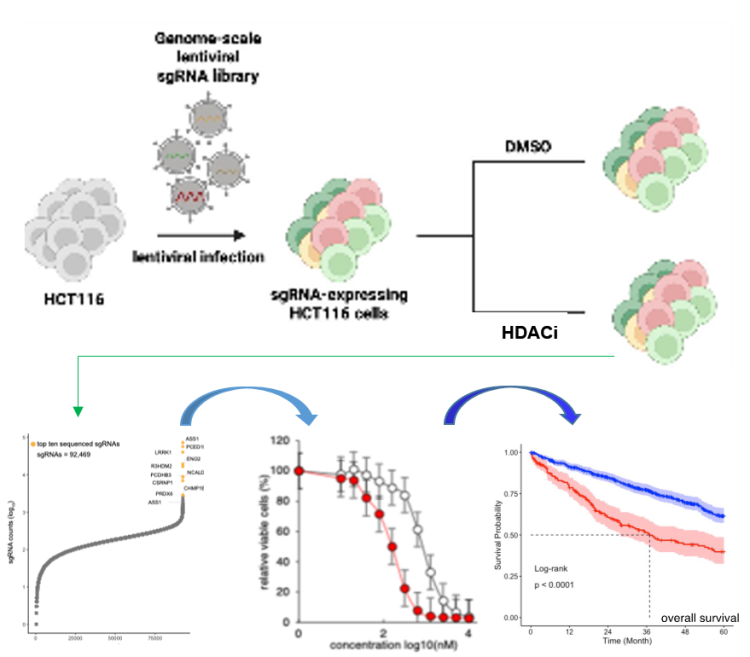 A novel mechanism of action for an actionable predictive biomarker for antitumor therapies